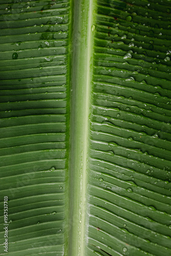Close-up of a green tropical leaf with water droplets, showing natural texture and vibrant color. Freshness, nature background, botanical detail.