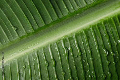 Close-up of a green tropical leaf with water droplets, showing natural texture and vibrant color. Freshness, nature background, botanical detail.