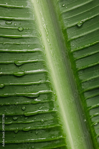 Close-up of a green tropical leaf with water droplets, showing natural texture and vibrant color. Freshness, nature background, botanical detail.