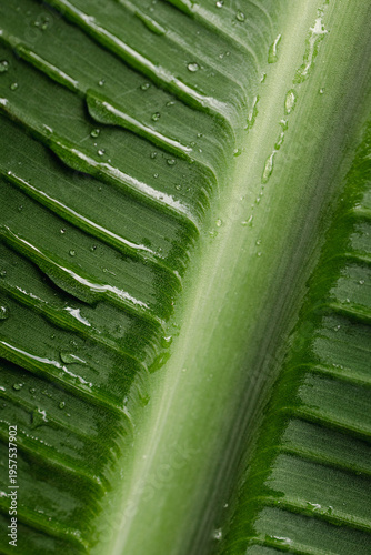 Close-up of a green tropical leaf with water droplets, showing natural texture and vibrant color. Freshness, nature background, botanical detail.