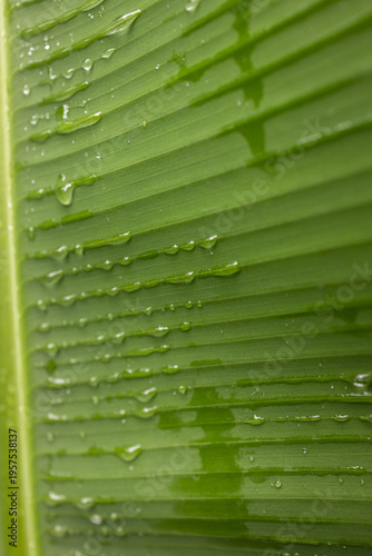 Close-up of a green tropical leaf with water droplets, showing natural texture and vibrant color. Freshness, nature background, botanical detail.