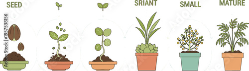 From Seed to Bloom: Witness the journey of life as a seed sprouts, grows, and blossoms, showcasing the miracle of nature's growth process.