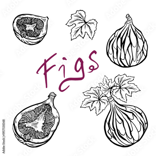 line drawing figs. Vintage figs or lemon fruits blossom and branches for juice label. Vector black ink outline food sketch illustrations with juicy piece and peel fruit for health fresh drinks