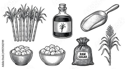 A vintage set of sugarcane product illustrations. Includes cane plant, raw sugar, cubes, and syrup. Engraving style for packaging, menu, or farm concepts. Vector sketch.