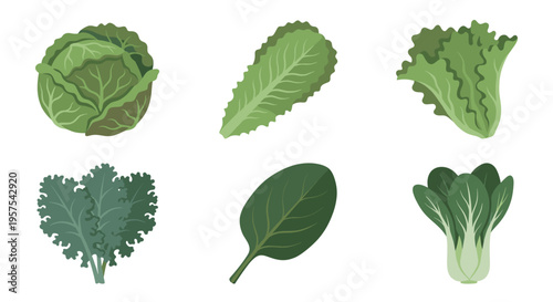 A vector set of leafy green vegetables. Includes cabbage, lettuce, kale, spinach, and bok choy. Perfect for healthy food, diet, organic, and vegan concepts.