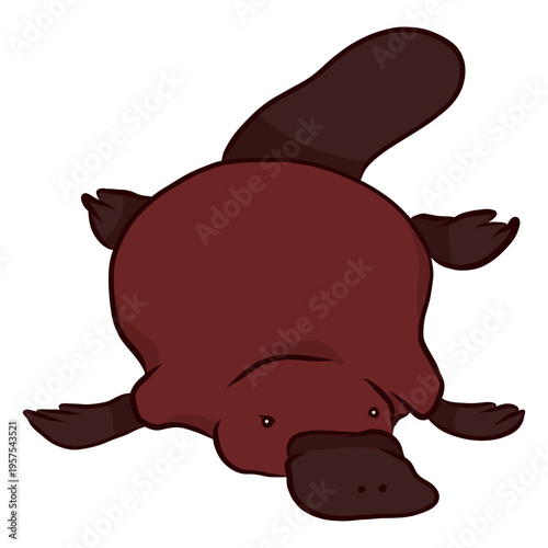 Duckbill platypus beak leg tail illustration