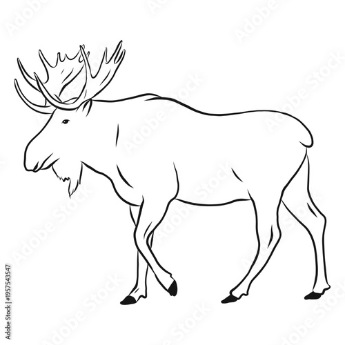 Elk moose antler hoof sketch
