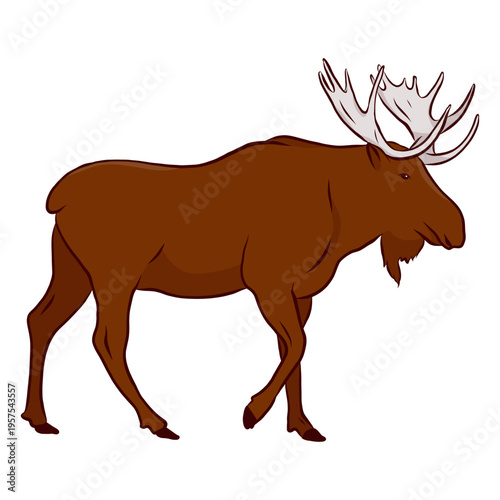Elk moose antler hoof illustration