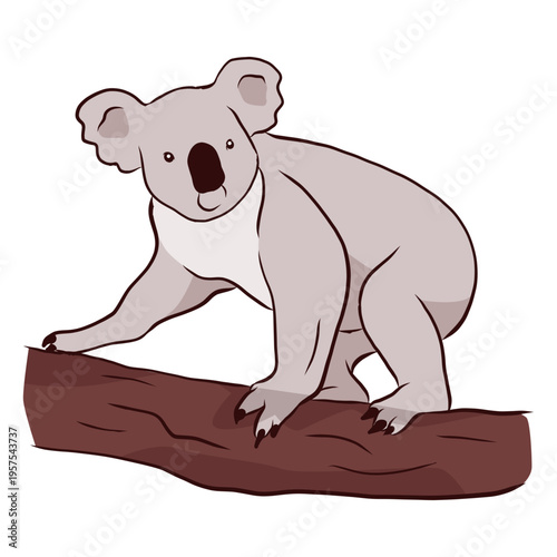Photography Koala ear leg nose branch illustration