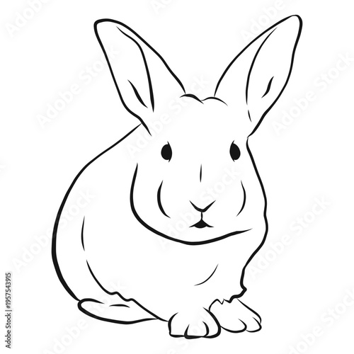 Rabbit muzzle ear sketch