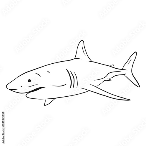 Shark gills fin tail sketch