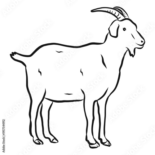 Goat hoof horn tail sketch