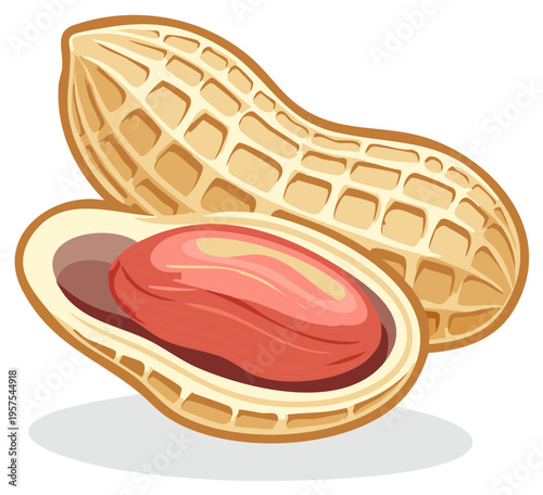 Peanut with Shell and Kernel Illustration