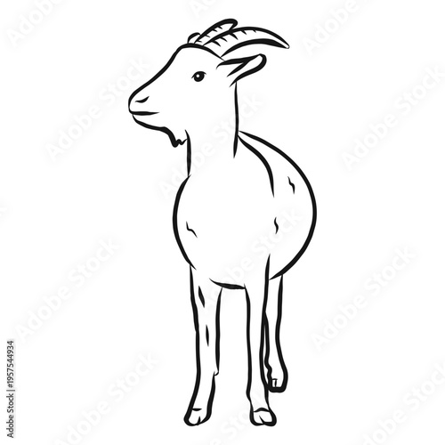 Goat horn hoof sketch