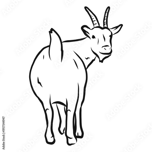 Goat horn tail hoof sketch