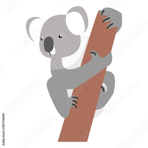 Photography Koala ear leg nose branch flat