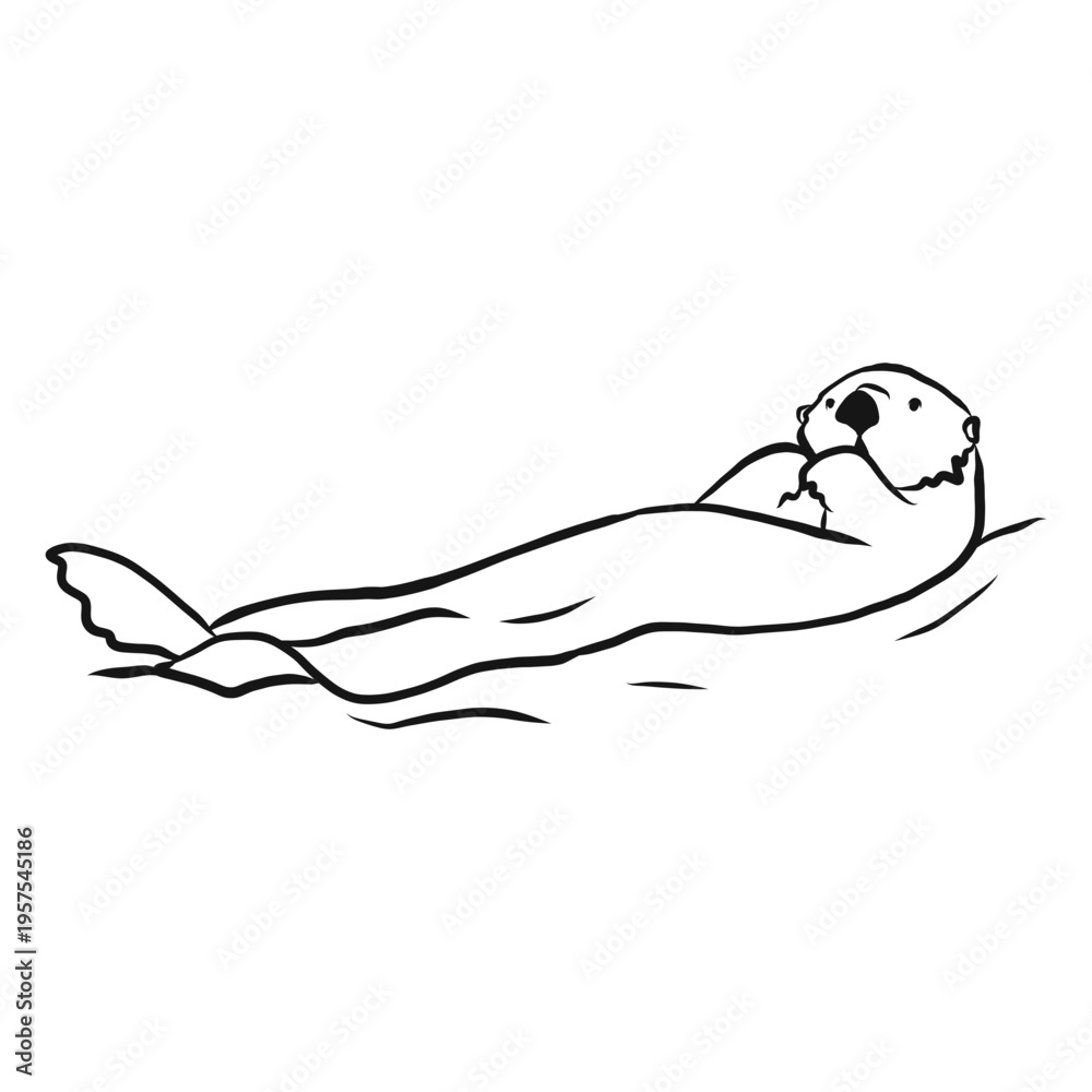 Fototapeta premium Sea otter muzzle swimming sketch