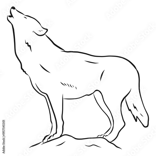 Wolf predator howl leg tail sketch
