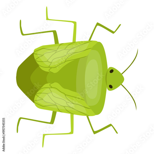 Bug bedbug chinch flat