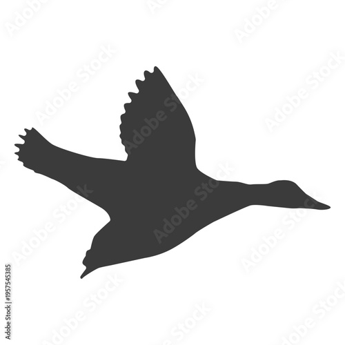 Drake duck wild duck beak wing silhouette