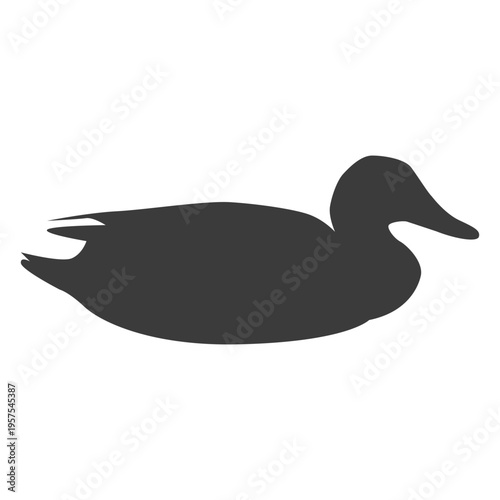 Drake duck wild duck beak water swimming silhouette