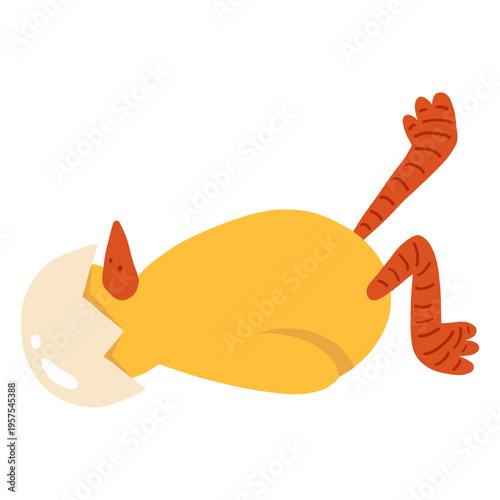 Chicken beak shell flat