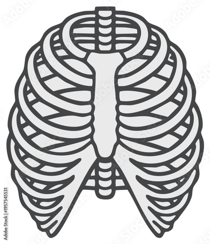 Illustration of a human rib cage in a simple line drawing style