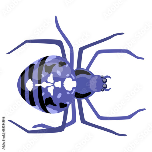 Spider belly leg flat