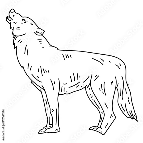 Wolf howl predator tail line