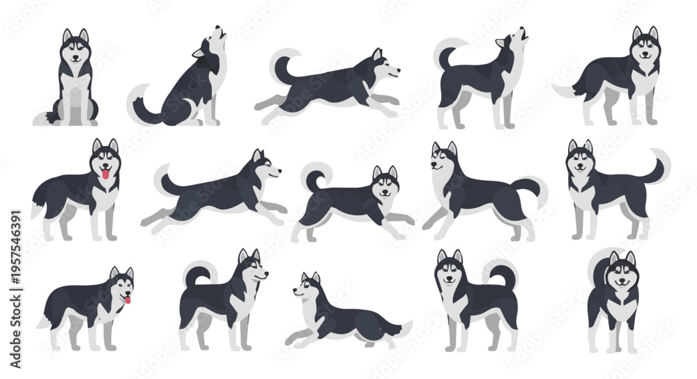 Obraz premium Comprehensive set of Siberian Husky dog vector illustrations Clipart in different poses. Isolated on white background in a clean flat design style.