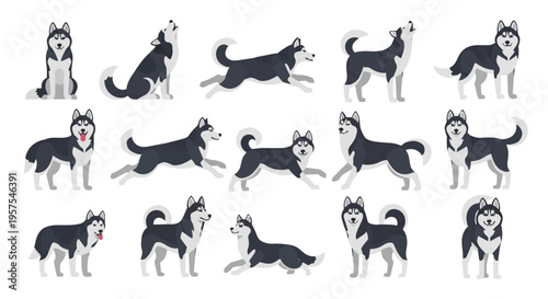 Comprehensive set of Siberian Husky dog vector illustrations Clipart in different poses. Isolated on white background in a clean flat design style.