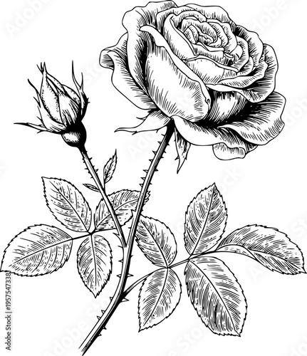 Detailed black and white engraving of a blooming rose with a bud and leaves a white background