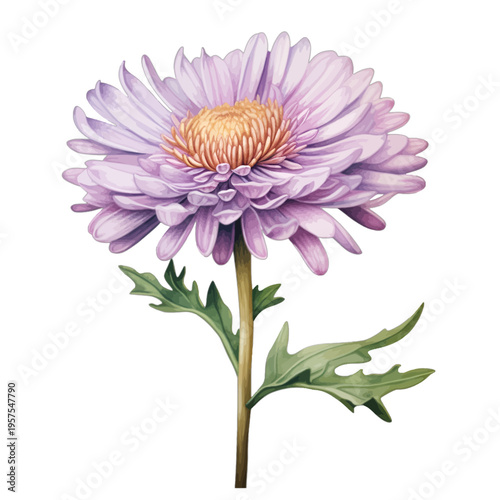 Watercolor purple aster flower on stem with green leaves isolated