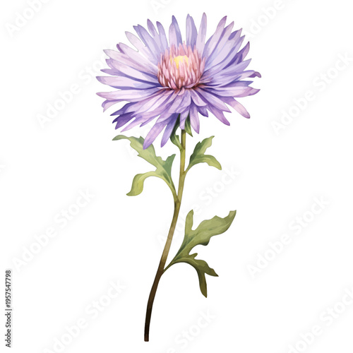 Watercolor purple aster flower on stem with green leaves isolated