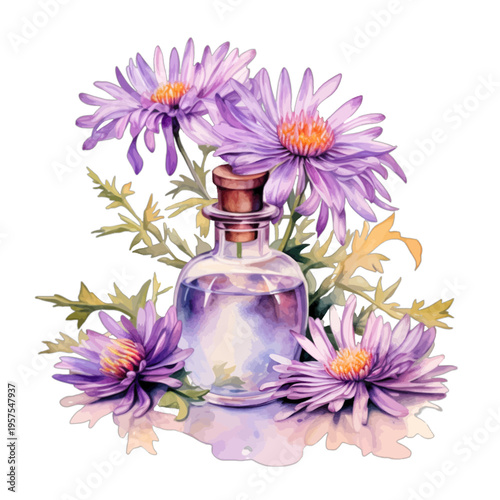Watercolor purple aster essential oil bottle with flowers illustration