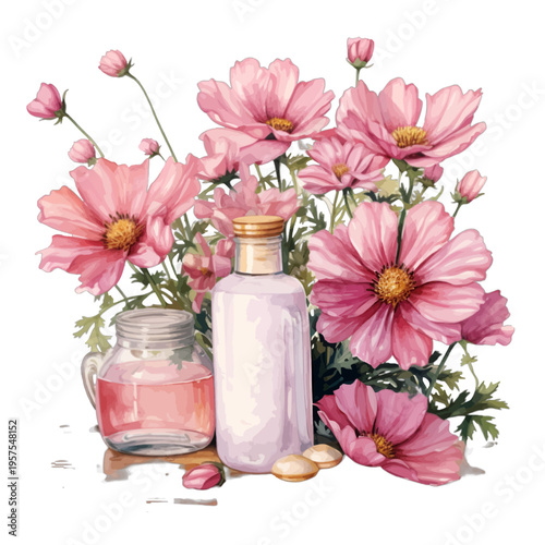 Watercolor pink cosmos essential oil bottles and flowers illustration