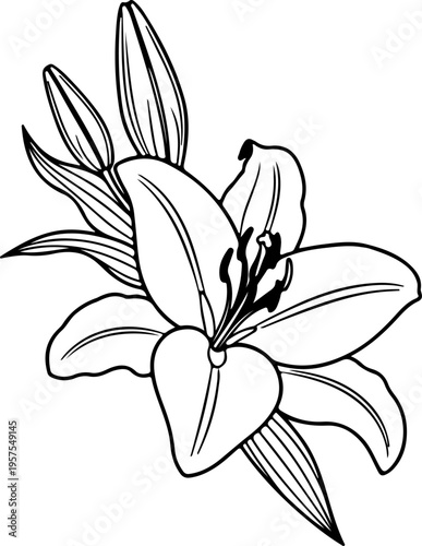 Elegant Line Art Illustration of a Blooming Lily Flower with Delicate Petals and Buds