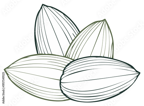 Artistic outline illustration of ripe cocoa pods in minimalist style with earthy green tones