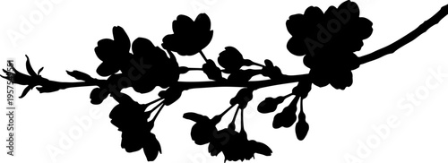 Elegant silhouette of a blooming branch, depicting delicate spring flowers in full bloom against a white background
