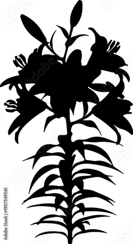Silhouette of a blooming lily flower with long leaves and buds, a beautiful botanical illustration