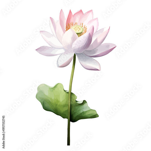 Watercolor Pink Lotus Flower with Green Stem and Leaf on White Background
