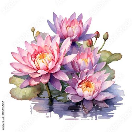 Watercolor illustration of pink and purple water lilies with green lily pads in a pond, isolated on white for wellness and garden decor.