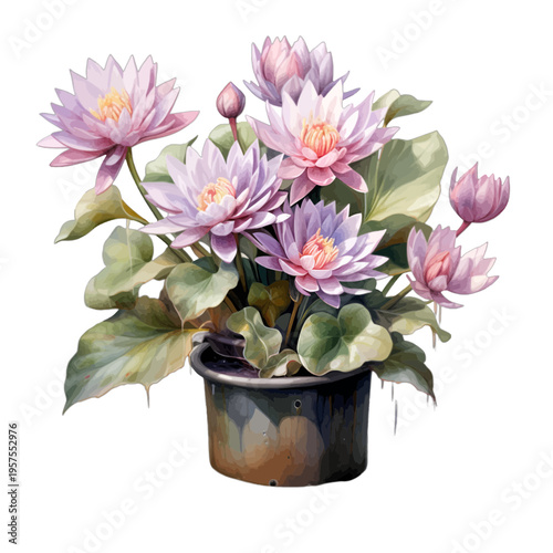 Watercolor illustration of pink water lily flowers and lily pads in a rustic metal pot, isolated on white for wellness and garden decor.
