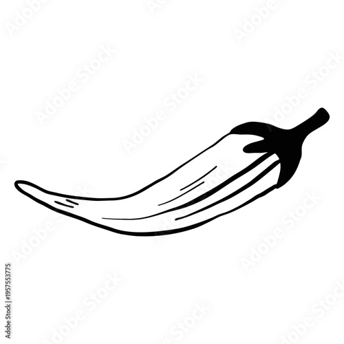 Pepper chilli sketch