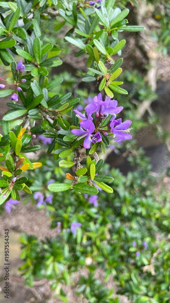 Obraz premium purple flowers in the garden