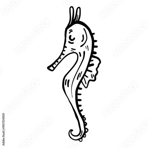 Hippocampus sea horse horsefish seahorse stroke