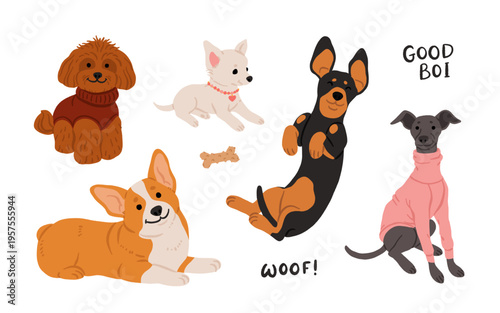 Cute small dog breeds clipart set with funny poses, adorable puppies in sweaters and clothes, playful vector illustrations with woof and good boi text, toy dog sticker collection