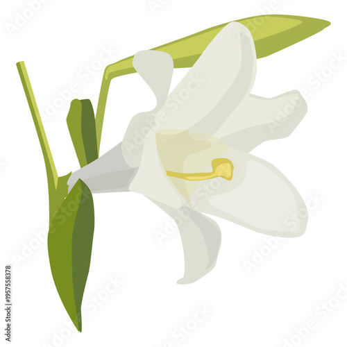 Lily flower bud petal flat