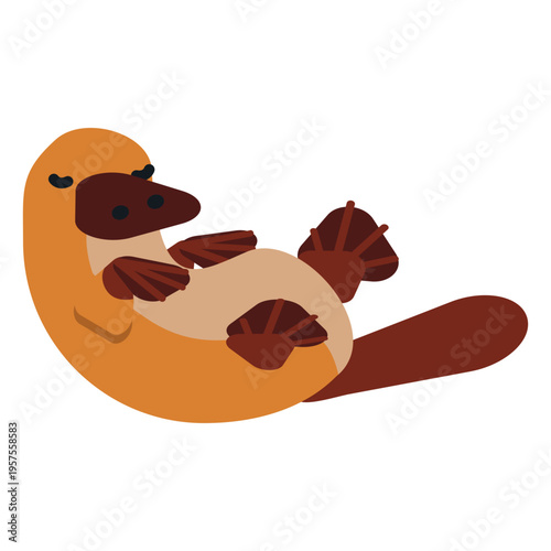 Platypus duckbill muzzle tail beak rounded flat