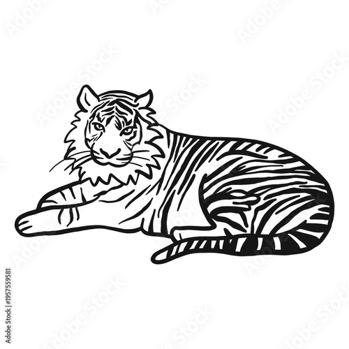 Tiger muzzle stripe ear tail lying doodle